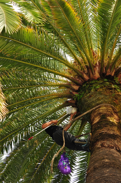 Mazarron Council to host talk about the Picudo Rojo, Red Palm Weevil, Dec 1st